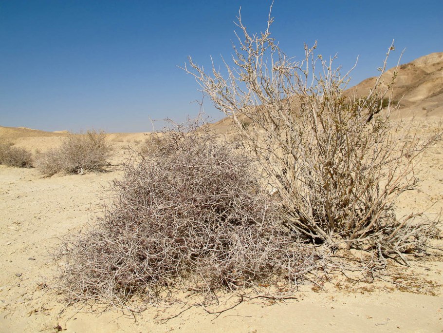 Джузгун растение пустыни