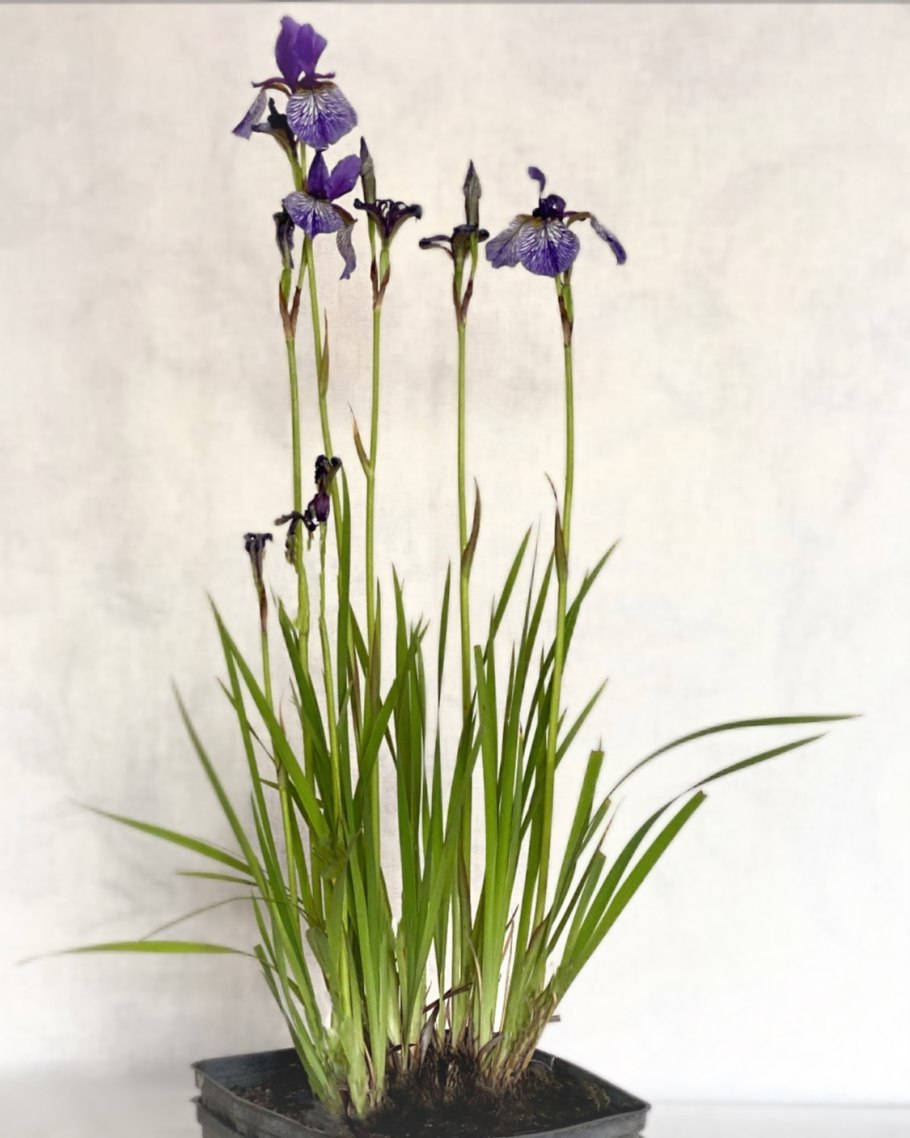 Цветок Сибирский Ирис Касатик