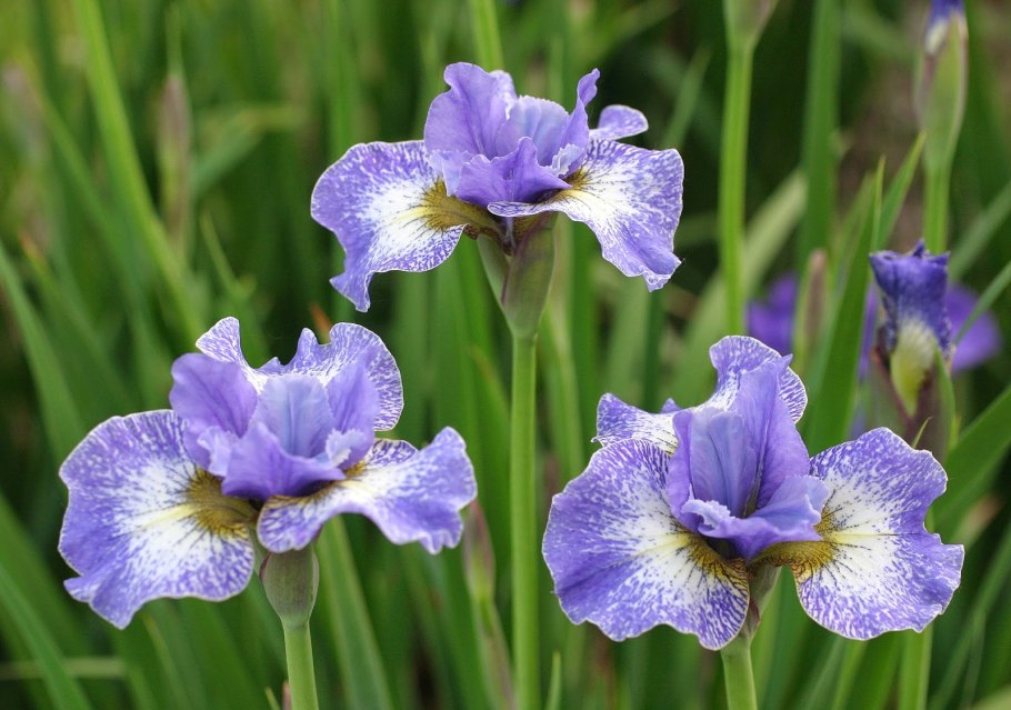 Ирис Сибирский Мэд хэт