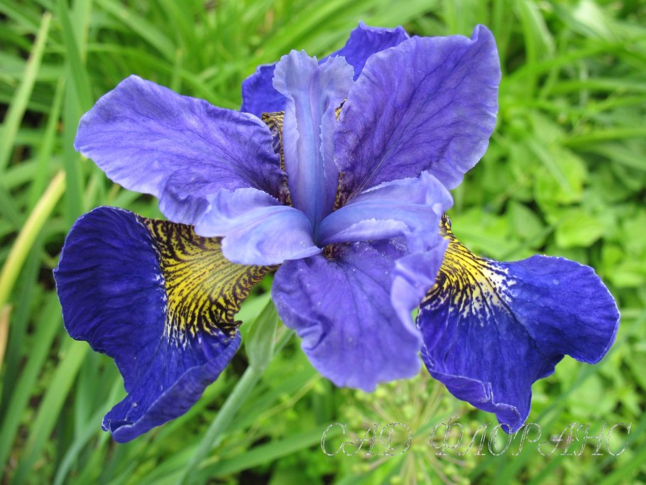 Iris sibirica &#96;Caesar&#96;s brother&#96;