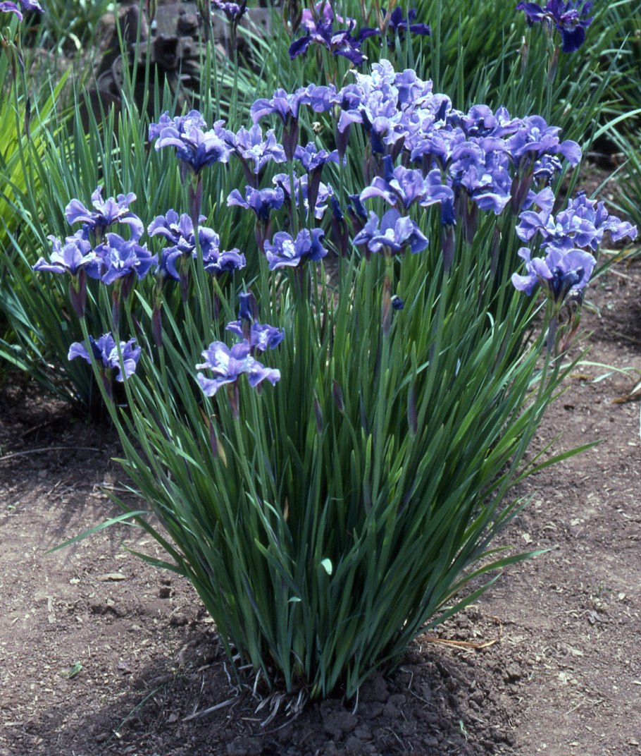 Ирис Сибирский Анкоркед