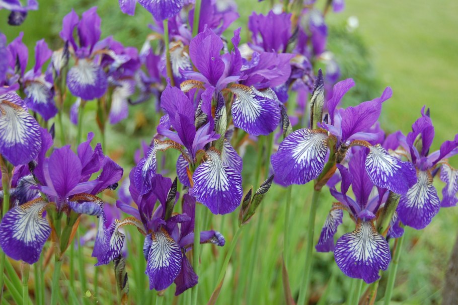 Iris sibirica &#96;Tamberg