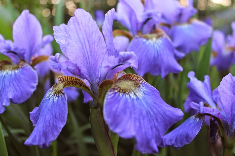 Ирис Сибирский эол