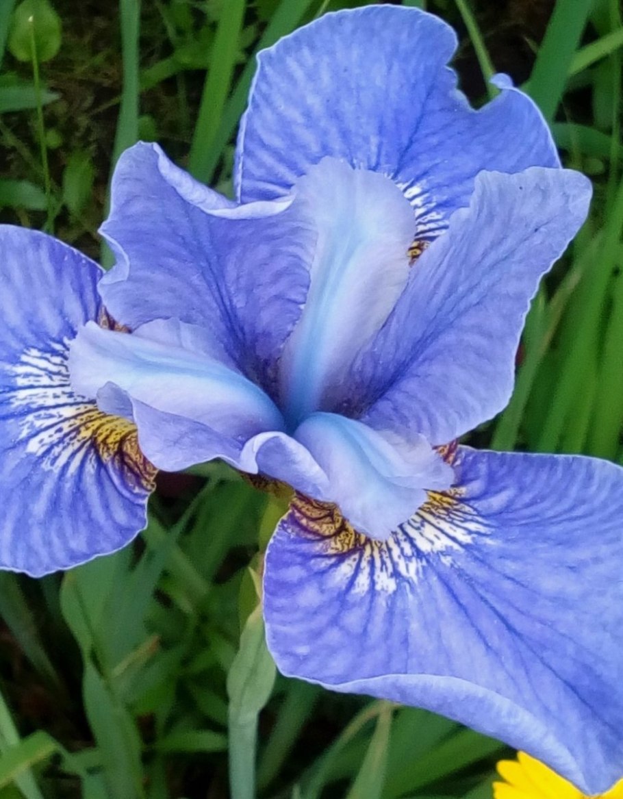 Ирис Сибирский Карриер