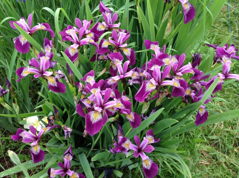 Ирис Сибирский Дабл стандарт