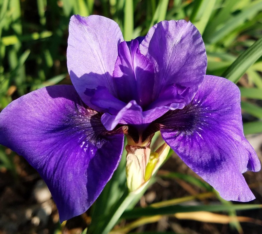 Ирис Сибирский (Iris sibirica &#96;Barcelona&#96;)