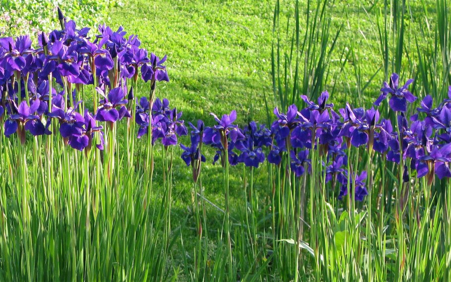 Ирис Касатик Сибирский Iris sibirica