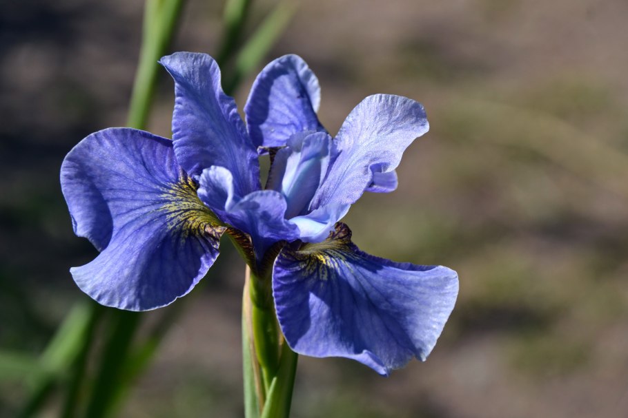Ирис Сибирский Iris sibirica