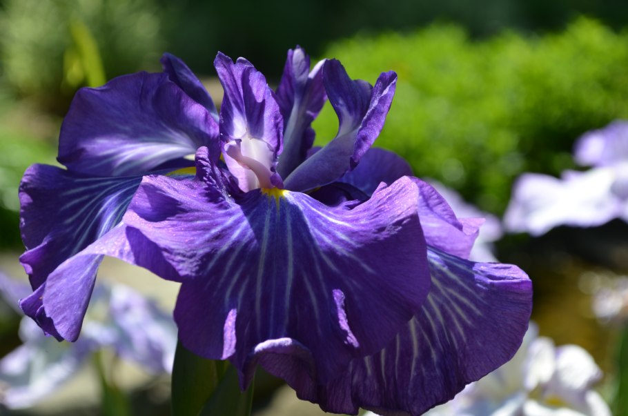 Ирис Сильвер Бьюти