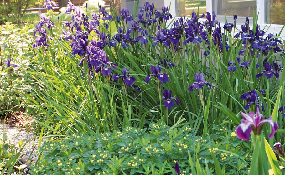 Ирис Сибирский сиреневый