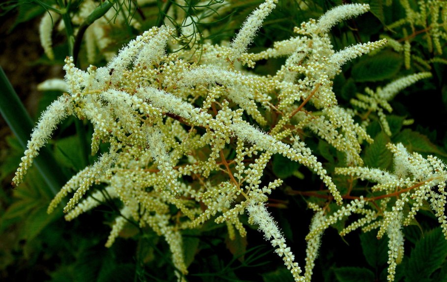 Волжанка (Aruncus)