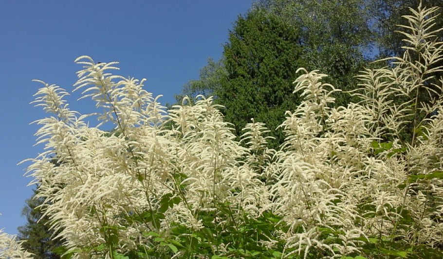 Арункус обыкновенный (Волжанка) Спарклес