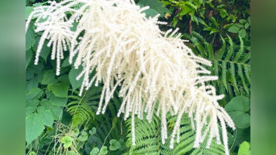 Aruncus dioicus