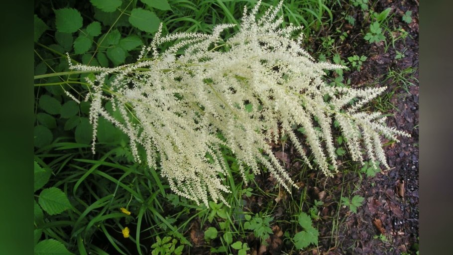 Aruncus dioicus