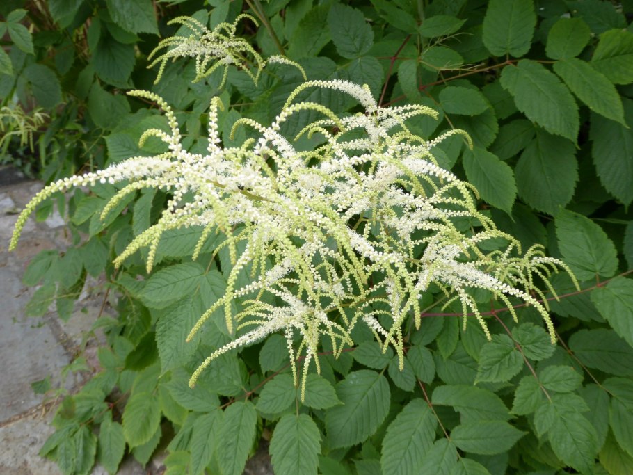 Волжанка кокорышелистная Aruncus aethusifolius