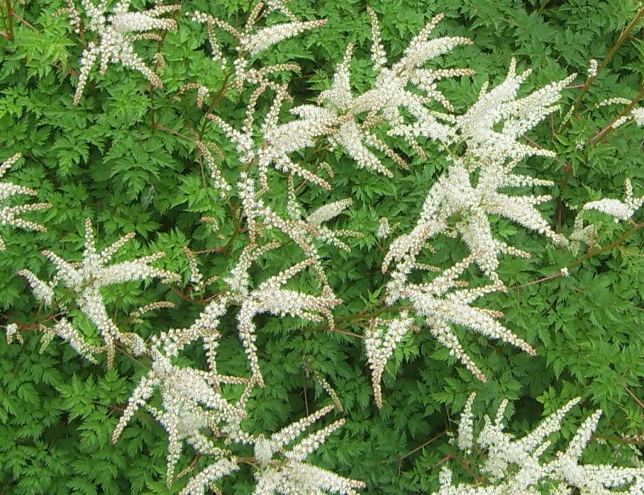 Aruncus aethusifolius