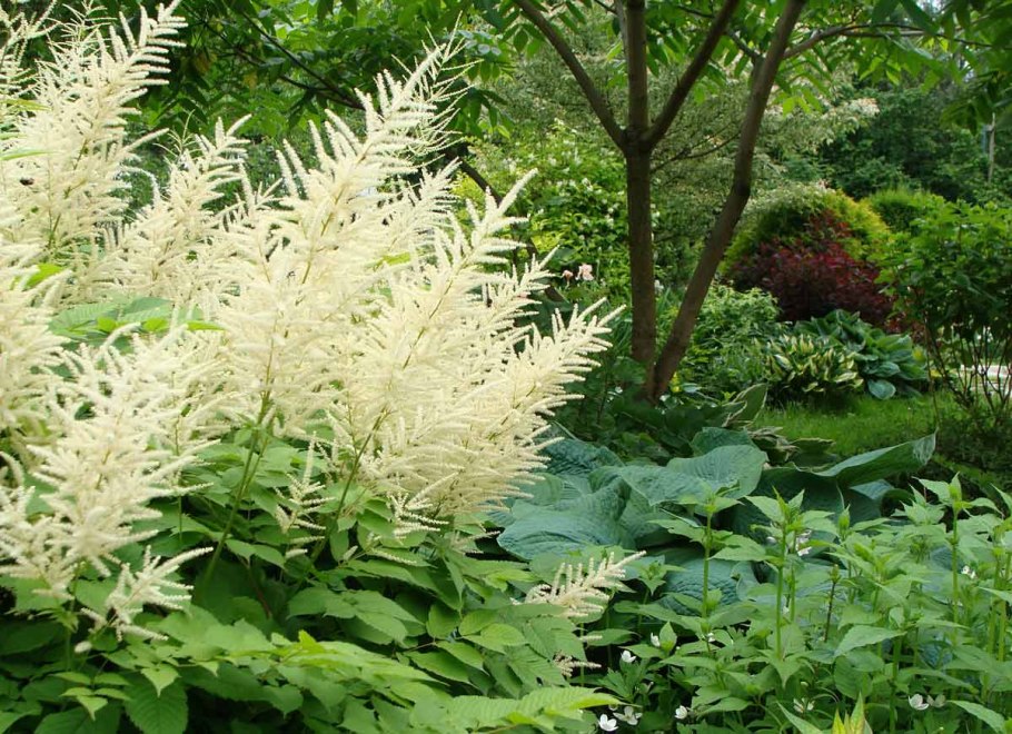 Волжанка двудомная Guinea Fowl