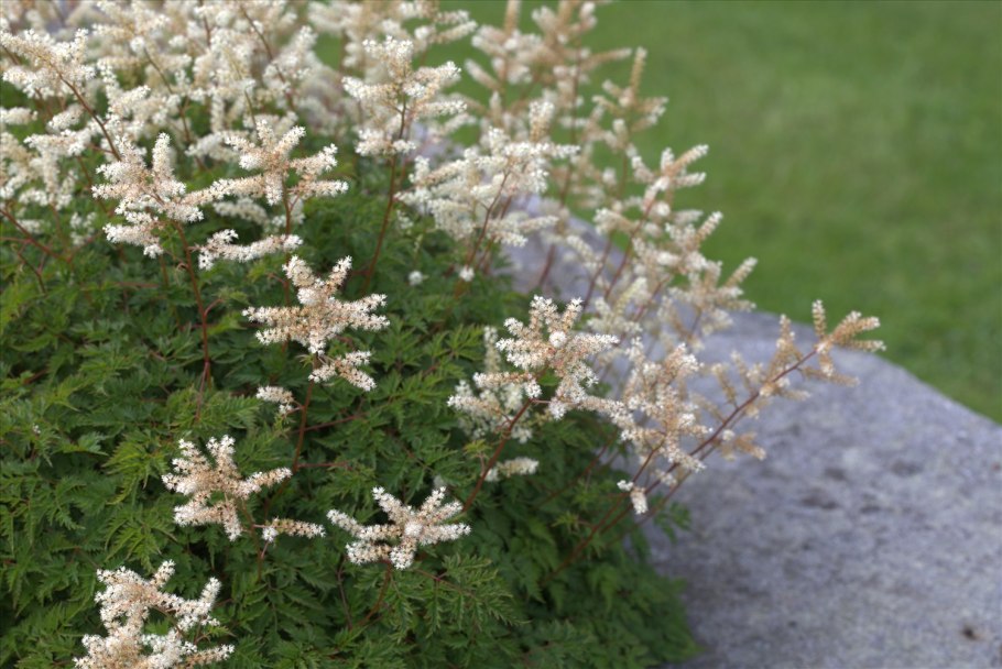 Арункус / Волжанка двудомная