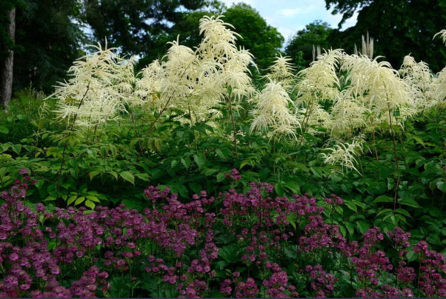 Волжанка двудомная (Aruncus dioicus)