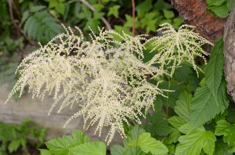 Арункус Волжанка кокорышелистная