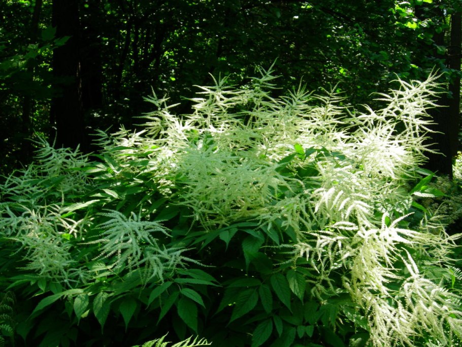 Таволга вязолистная