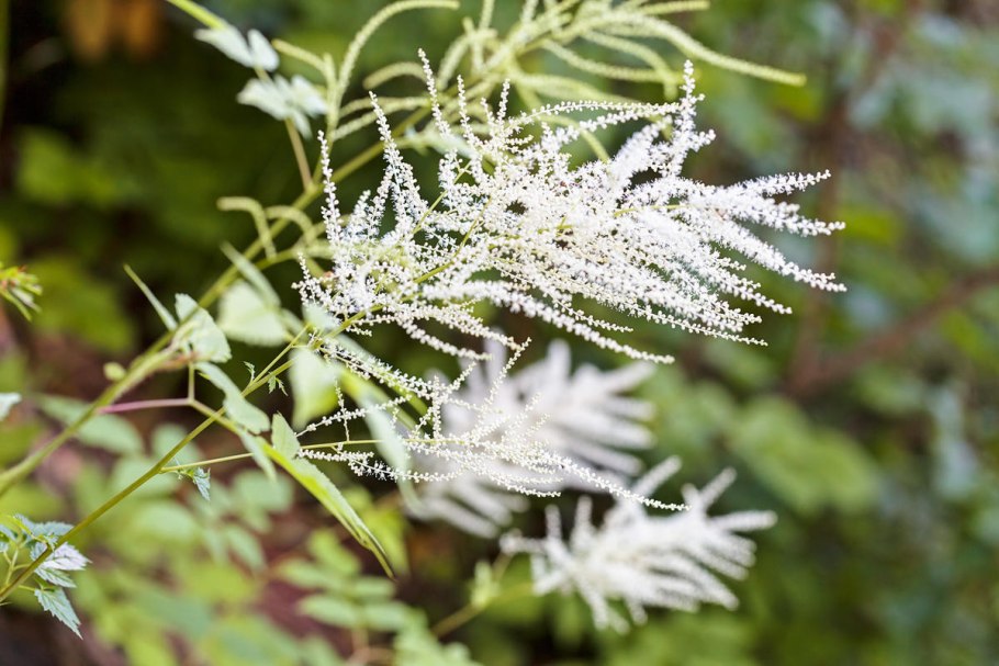 Волжанка двудомная (Aruncus dioicus)