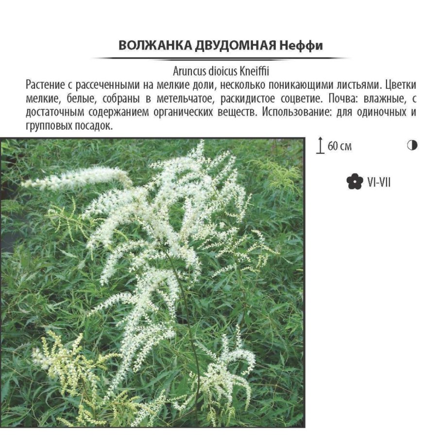 Семена Волжанка двудомная