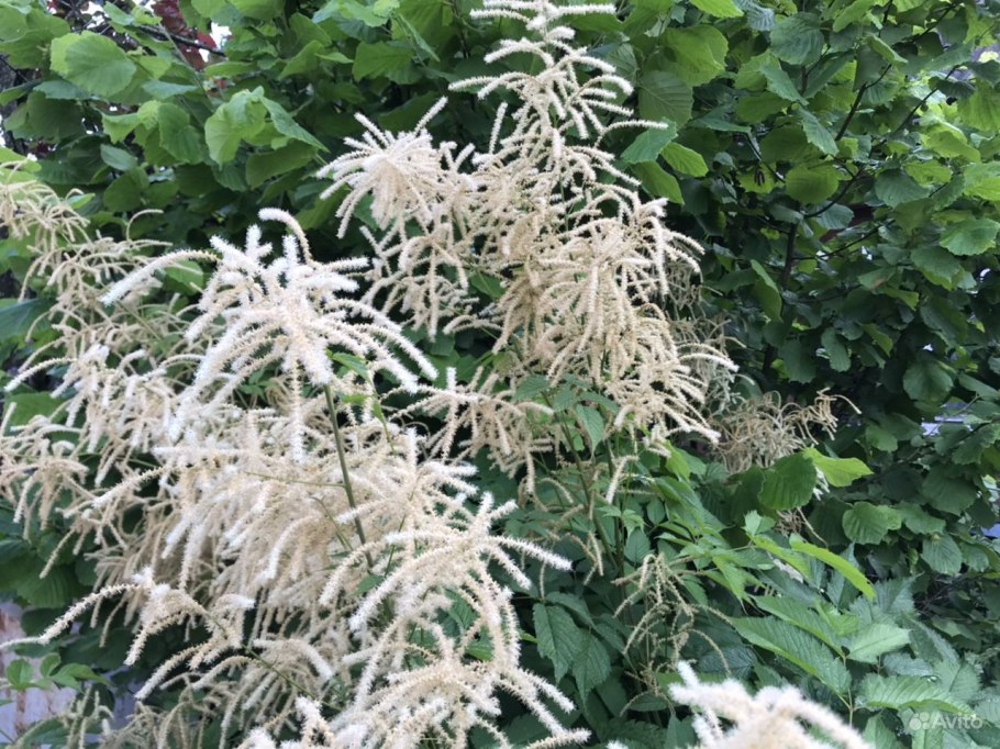 Волжанка двудомная растение