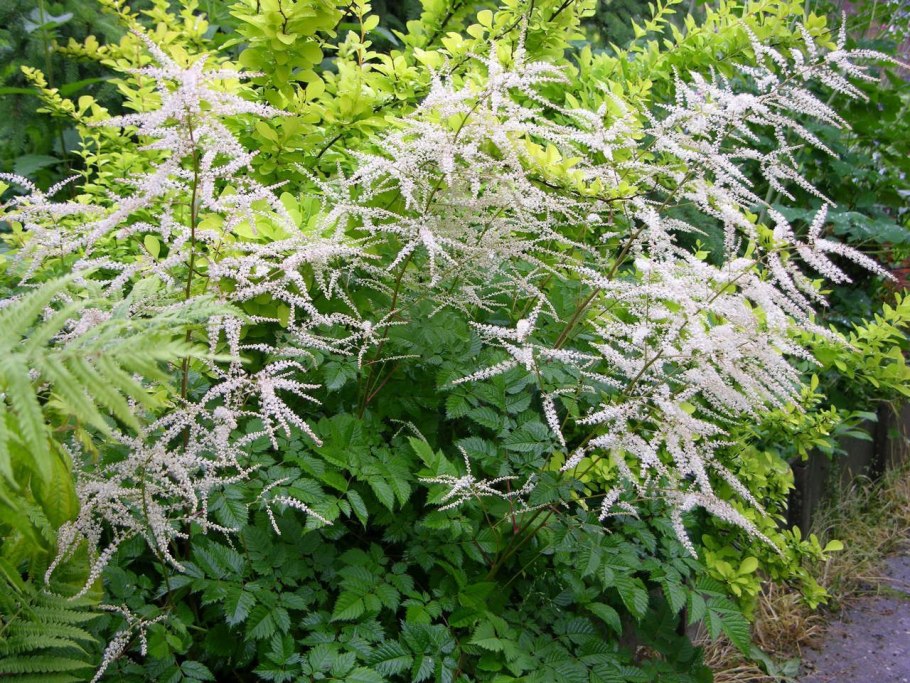 Арункус / Волжанка двудомная