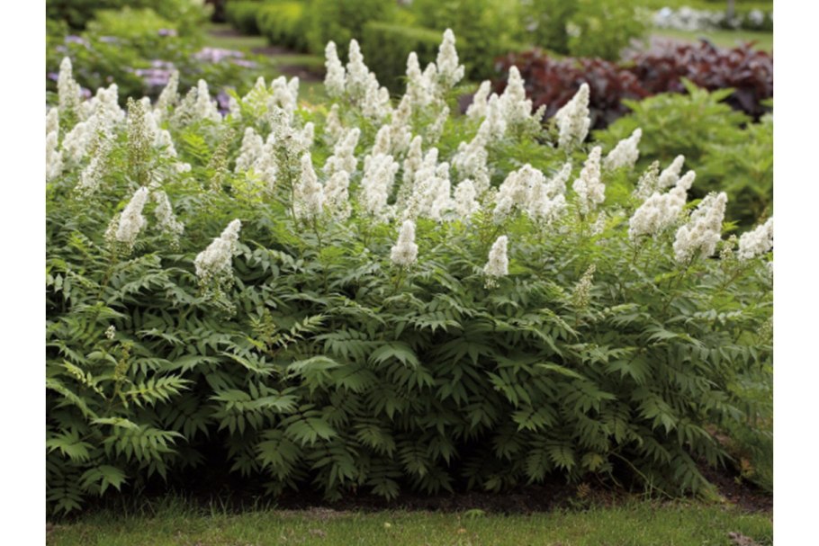 Волжанка кокорышелистная aethusifolius