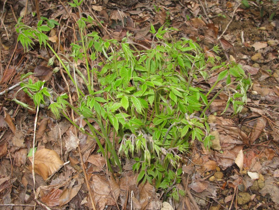 Волжанка двудомная