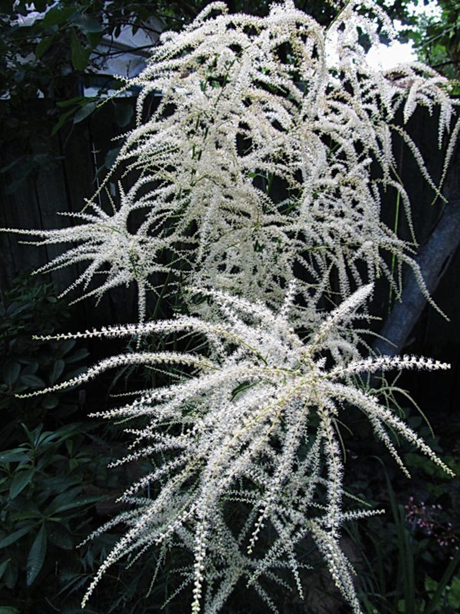 Волжанка двудомная кнеффи