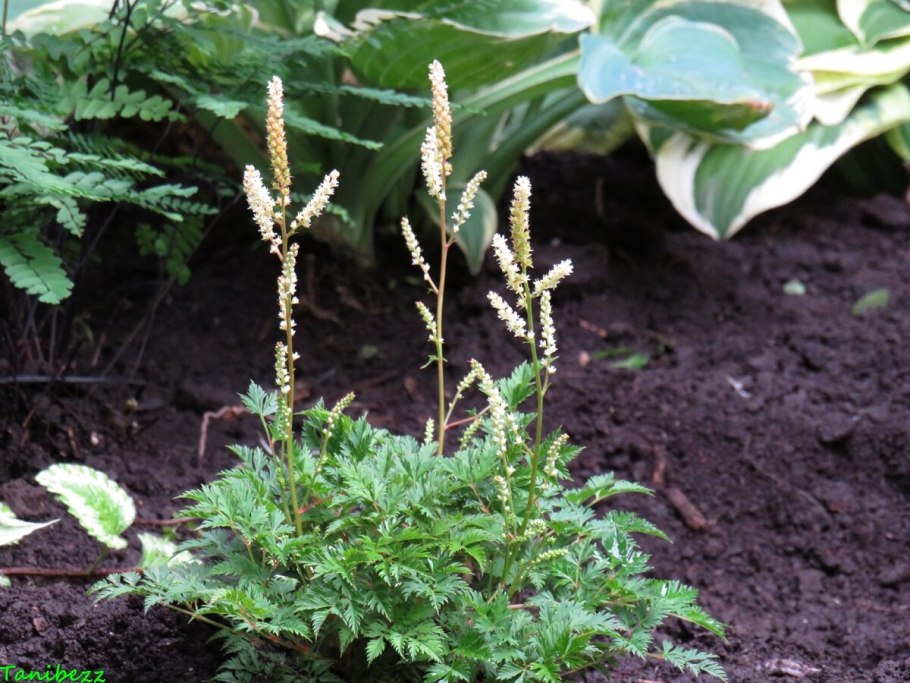 Волжанка кокорышелистная