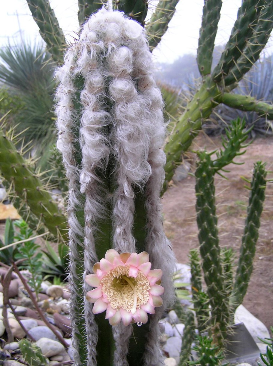 Pilosocereus leucocephalus