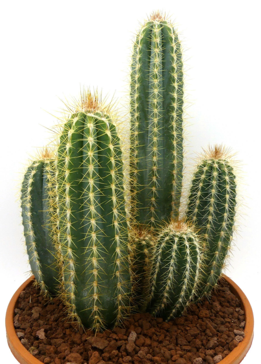 Pilosocereus gounellei