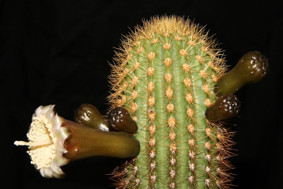 Pilosocereus bradei