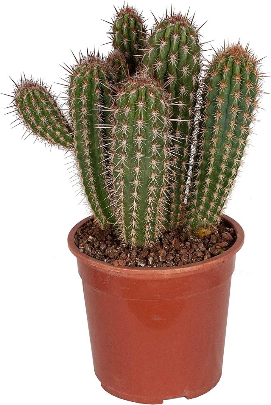 Pilosocereus Palmeri