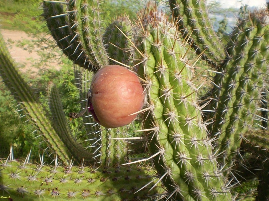 Кактус Pilosocereus gounellei