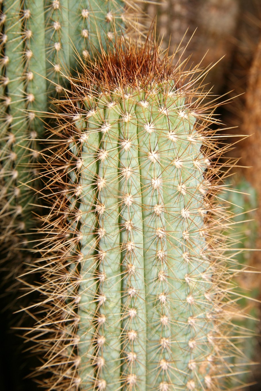 Кактус Pilosocereus pachycladus