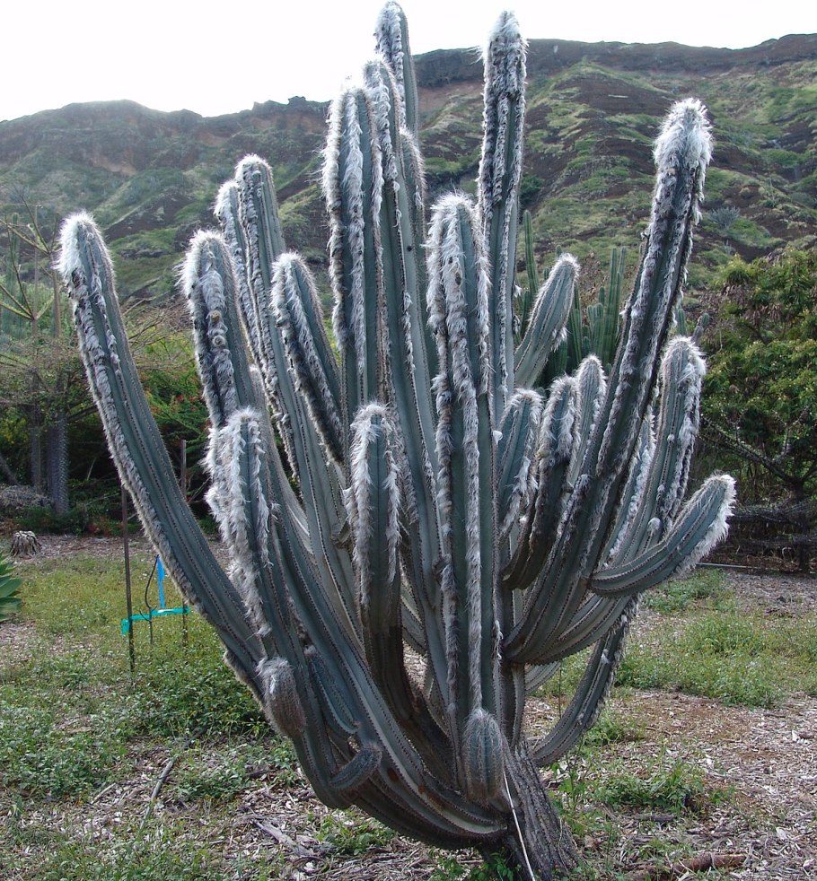 Pilosocereus leucocephalus