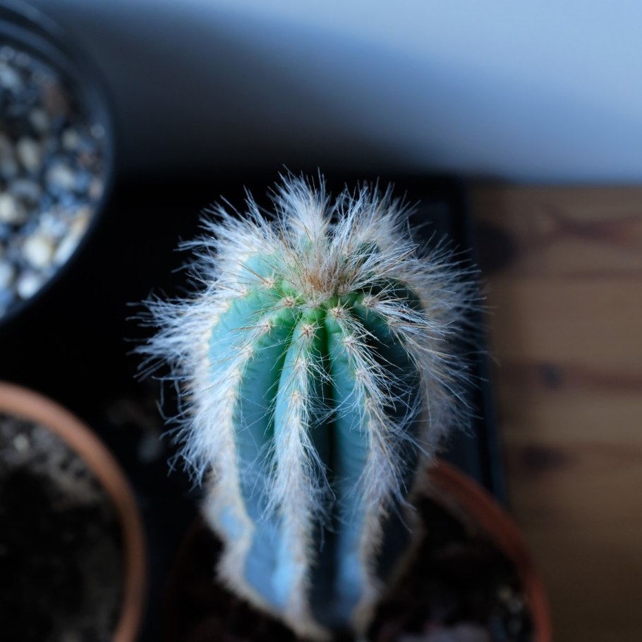 Кактус Pilosocereus menesianus