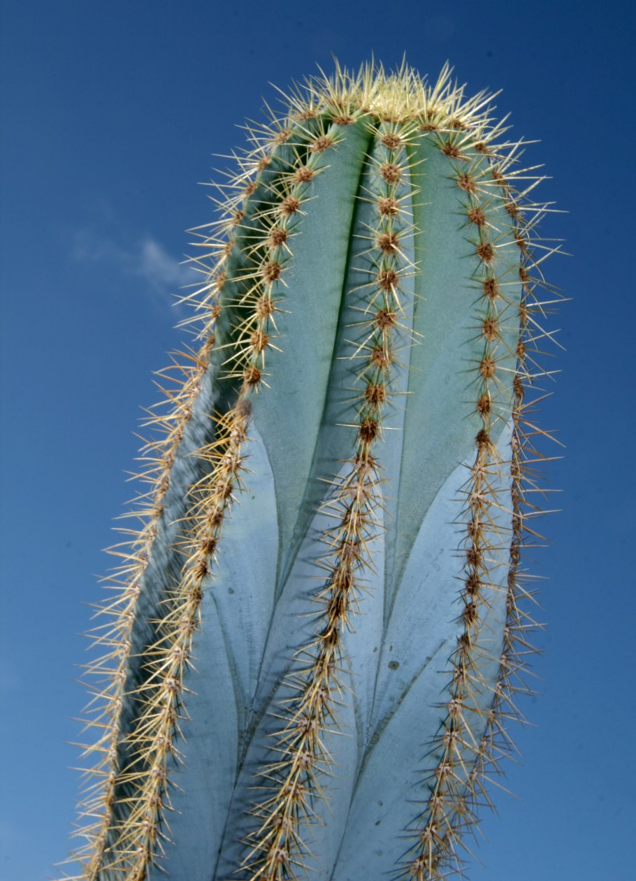 Pilosocereus pachycladus