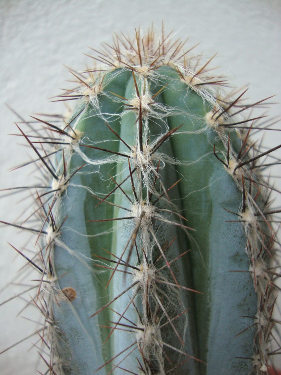 Pilosocereus lanuginosus