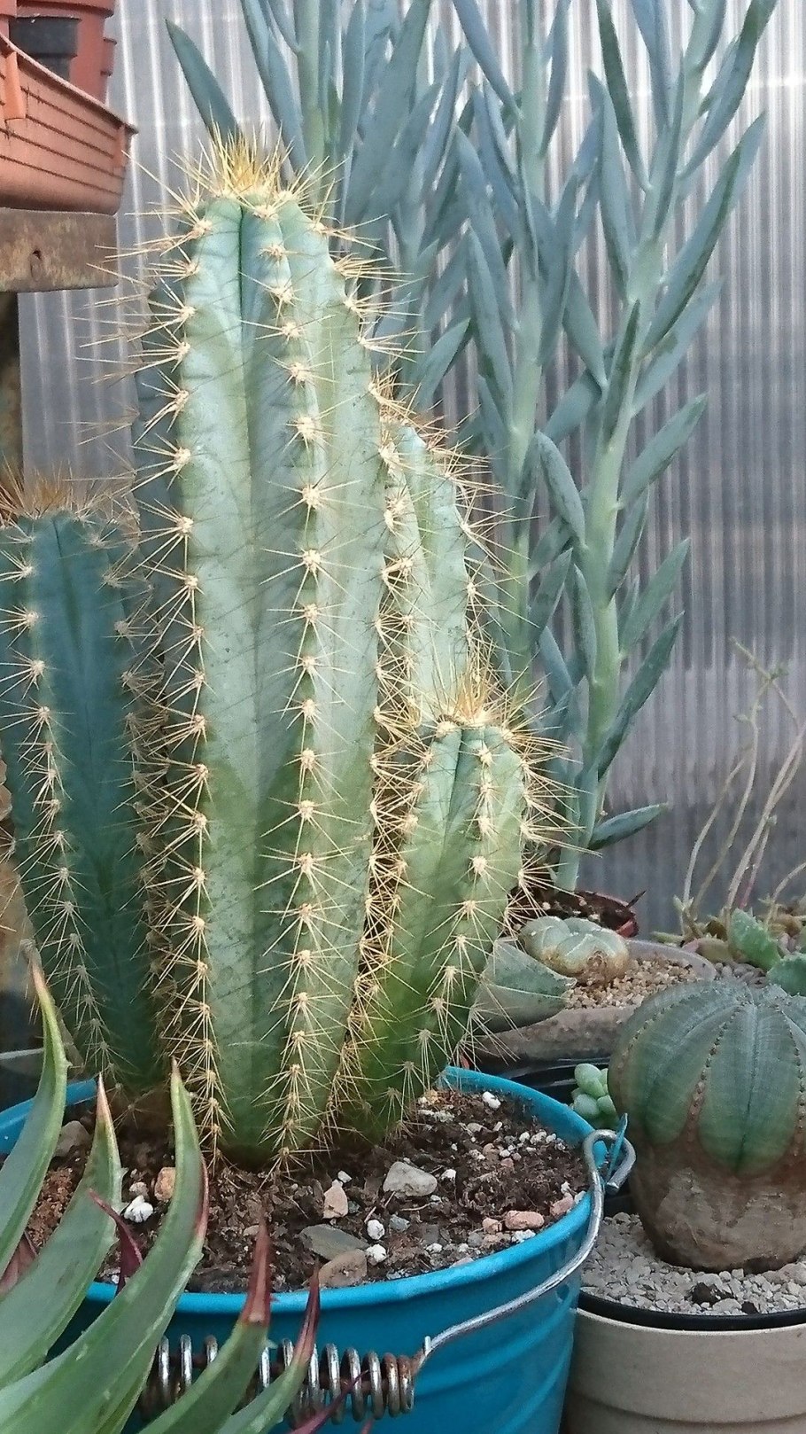 Кактус Pilosocereus pachycladus