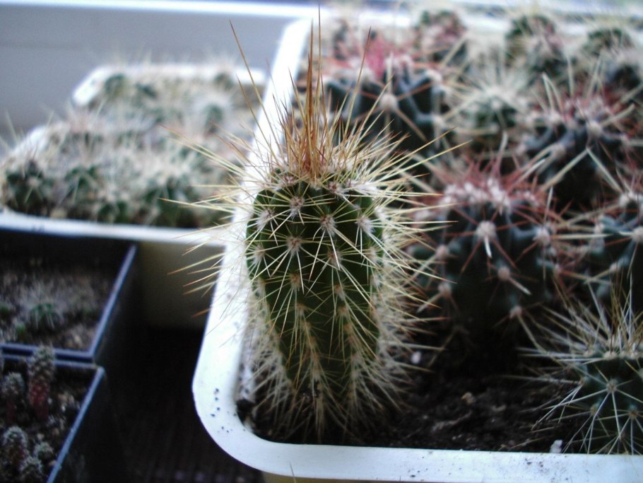 Pilosocereus gounellei