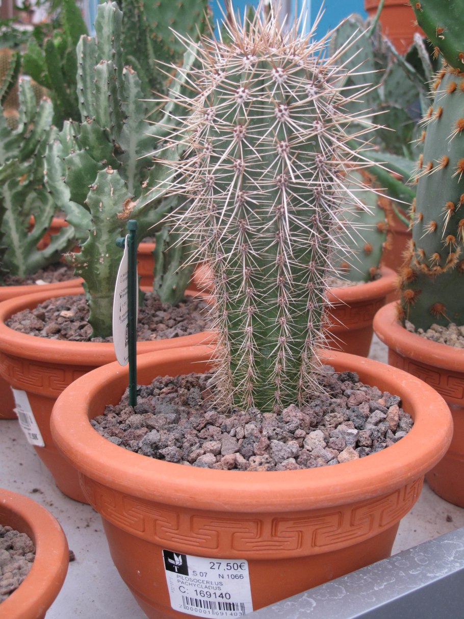 Pilosocereus pachycladus