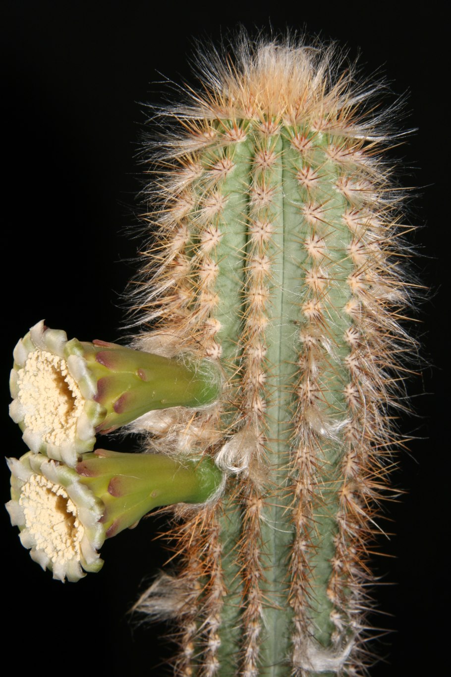 Кактус Pilosocereus pachycladus