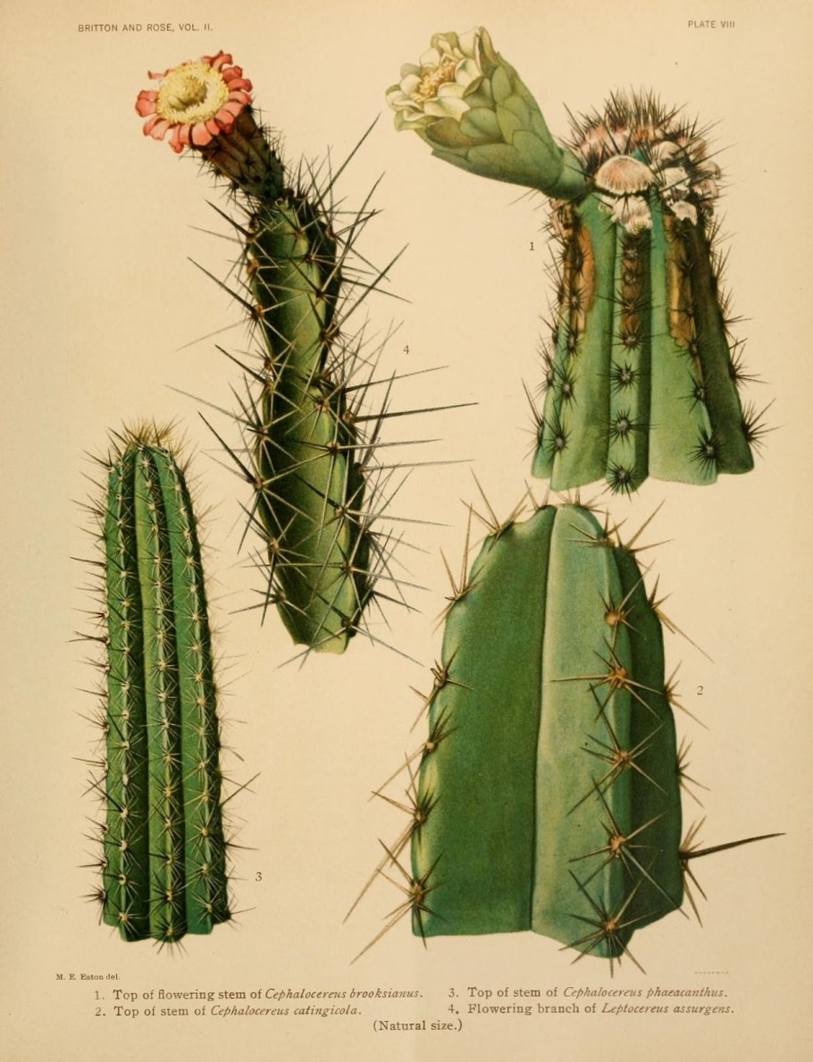 Pilosocereus brooksianus