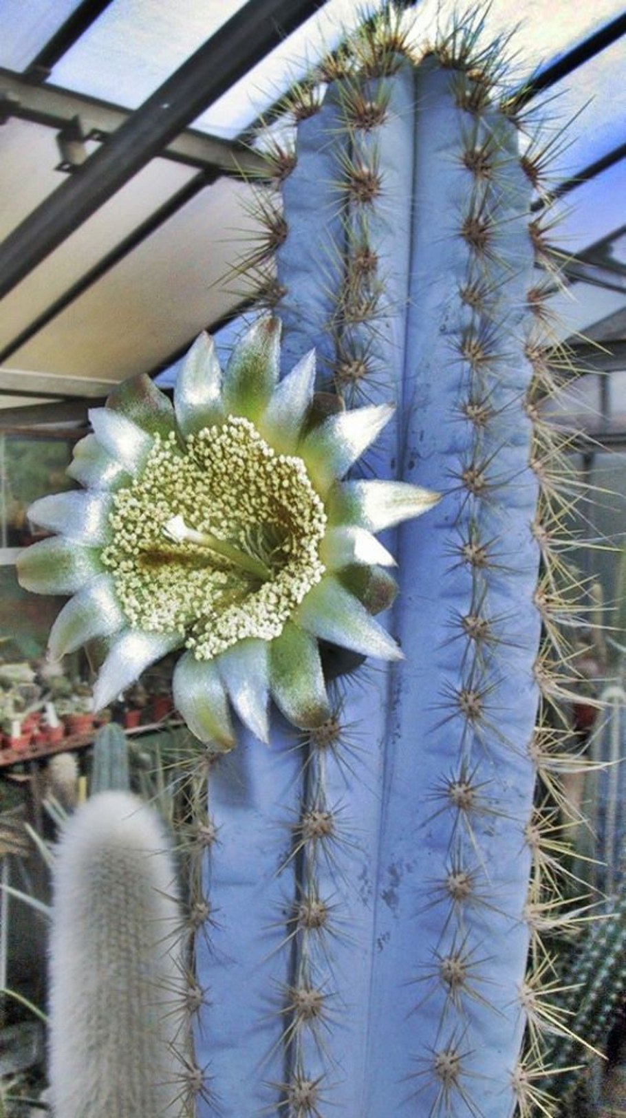 Pilosocereus Azureus Пилозоцереус Азуреус