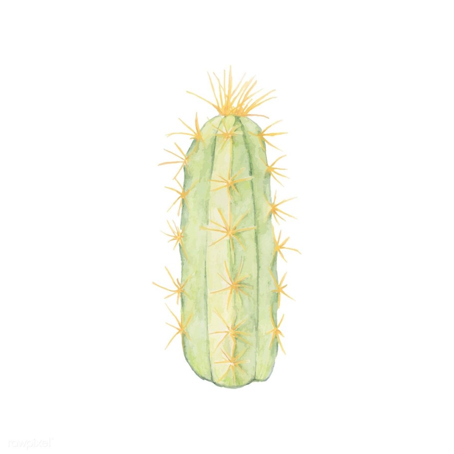 Pilosocereus danyalensis